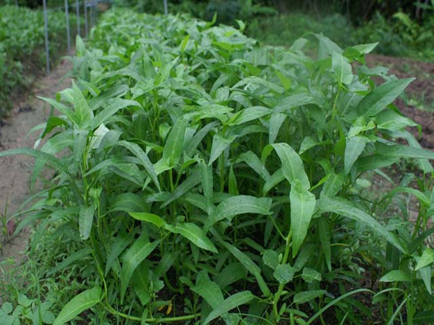 Kangkong