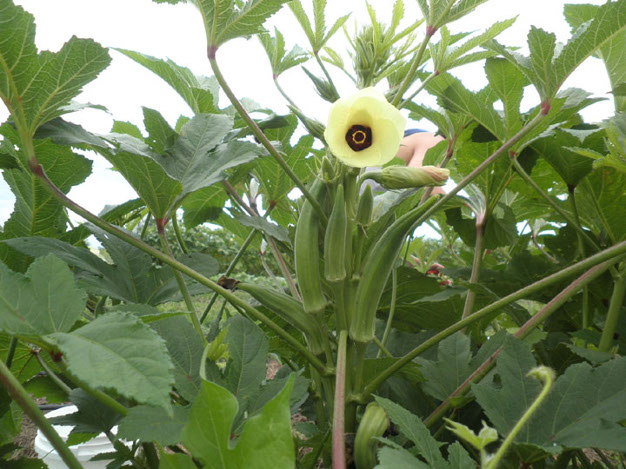 Okra