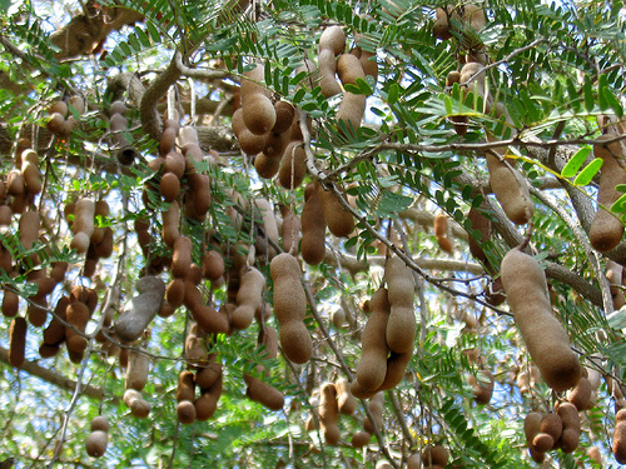 Tamarind